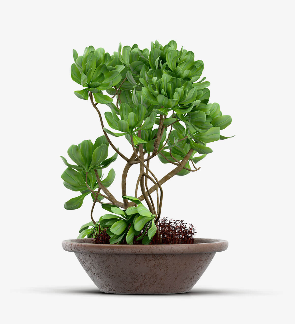 Strella Bonsai Tree With Stands